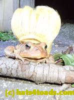 /home//u458753944/public_html/sourcegallery///Roxborough Toad Detour/2020/2020-04-05/92462613_10222212433528716_1324373223218872320_o.jpg